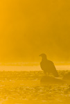 Bald Eagle Silhouette At Sunrise